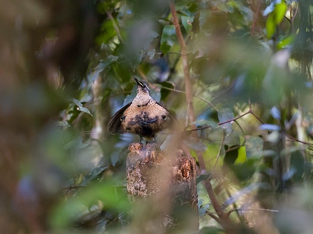 To Joy Victoria's Riflebird