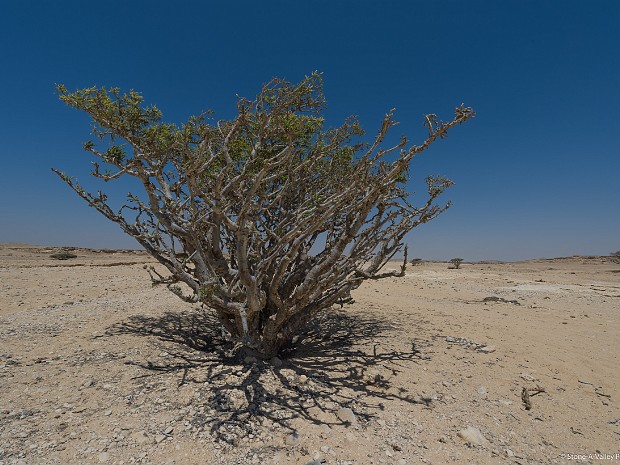 Im Süden des Oman Wanderungen im Weihrauchland